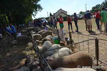 Record battu à la 45e Foire ovine de Decize : 101 béliers vendus - Decize (58300) - Le Journal du Centre
