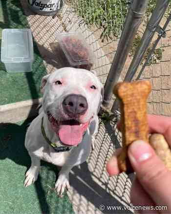 Adoption, foster homes urgently needed for St. Clair County pets - New Baltimore Voice Newspapers