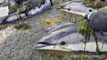Dolphins rescued off McNutt’s Island, Nova Scotia - CTV News Atlantic