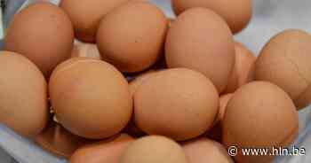 Lokerse Queesten organiseren korteketenbrunch - Het Laatste Nieuws