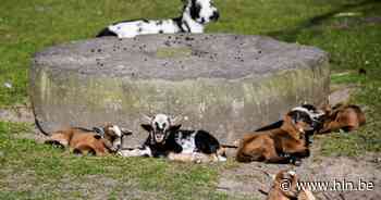 Stadswebsite introduceert infostek over dierenwelzijn - Het Laatste Nieuws