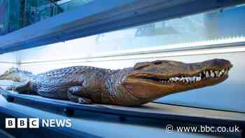 Wakefield Museum to lose prized Waterton crocodile - BBC