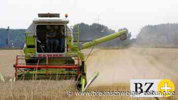 Weizenernte fällt im Landkreis Helmstedt unterschiedlich aus - Braunschweiger Zeitung