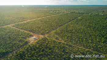 Quintis puts NT sandalwood farm on market before harvesting a single tree