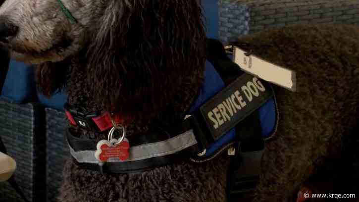 Demand for service dogs in NM grows amid pandemic