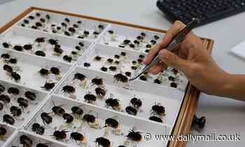 Climate change has been harming bees for almost a CENTURY, study shows