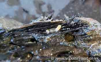 Shipwreck of Captain James Cook's HMS Endeavour being eaten by shipworms - The Yorkshire Post