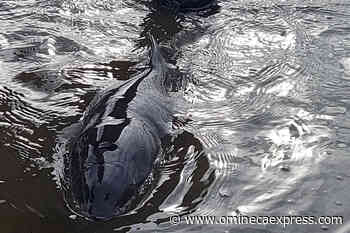 Beached baby porpoise rescued from tidal pool on Vancouver Island - Omineca Express
