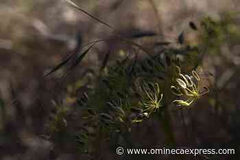 Columbia River salmon are at the core of ancient religion - Omineca Express