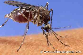 How to take your garden and yard back from the mosquitoes - Omineca Express