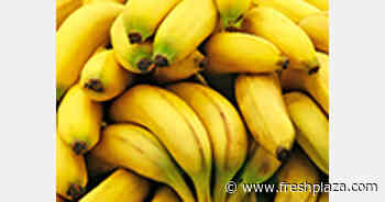 Logistics crisis and Ukraine war will affect Ecuador's 2022 banana season - FreshPlaza.com