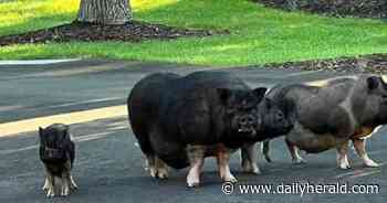 One pig caught, three others remain on the loose in Wayne area