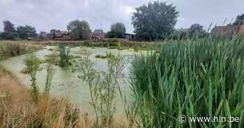 Overal staan waterlopen droog, maar hier loopt bufferbekken over - Het Laatste Nieuws