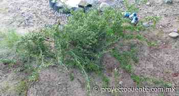 Familia daña el guayacán más grande del Cerro Johnson en Hermosillo, señalan ambientalistas - Proyecto Puente