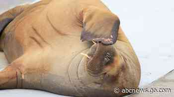 Norway group wants to erect statue of euthanized walrus
