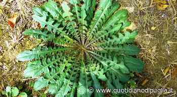 Zangune sarai tu! Nei campi l'erba spontanea amato dal tenore Tito Schipa - quotidianodipuglia.it