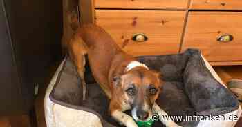 Tierheim Kulmbach mit schrecklichem Verdacht: Was passierte mit Hund Merlin?