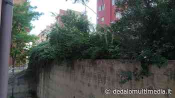 Enna – Erba e zanzare per un ferragosto animato - Dedalomultimedia