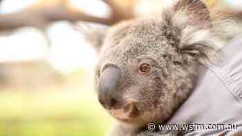 NSW Plan To Conserve Western Sydney Koalas - WSFM