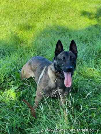 Violent Burnley man caught hiding by police dog praises the clever detective
