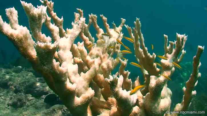Scientists Seek to Develop Hybrid Coral Reef Off of Miami