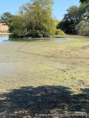 Falmer community come together to rescue dying carp - Brighton and Hove News
