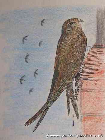 Nature Notes: A worrying lack of birds