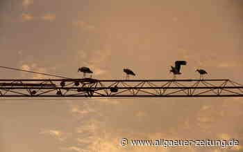 Störche sammeln sich und „üben - Allgäuer Zeitung