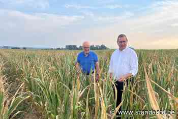 Landbouwers kunnen bij stad aankloppen voor schatting teeltschade - De Standaard