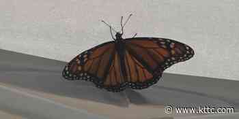 Listos Preschool & Childcare hosts 2nd annual Butterfly Fest - KTTC