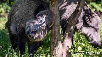 Ludwigslust-Parchim: "Land der Tiere" will retten und über Tierwohl aufklären - STERN.de