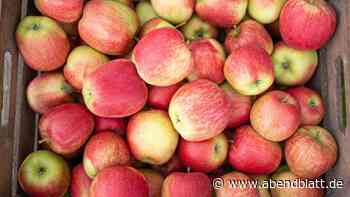 Lebensmittel: Kammer erwartet «hervorragende» Apfelernte im Alten Land