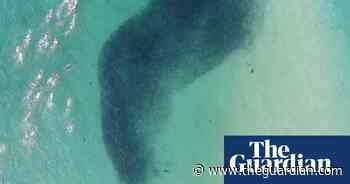 Mayor calls for end of shark nets at Sydney’s Bondi beach - The Guardian