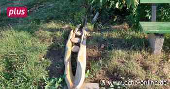 Lampertheim: Vandalismus am neuen Skulpturenweg - Echo Online