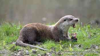 Lilienthal plant Bachlauf-Lückenschluss für den Fischotter - WESER-KURIER