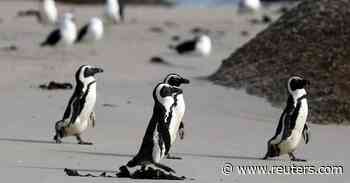 African penguins endangered by shipping noise in Algoa Bay - Reuters