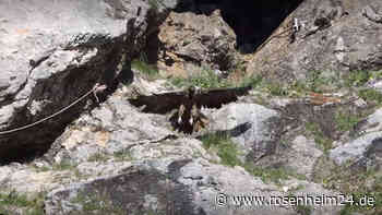 Streit im Nationalpark: Bartgeier Recka und Dagmar von Steinadlern attackiert