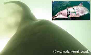 Scientists put a GoPro on US Navy dolphins and captured them eating sea snakes and giving 'side eye'