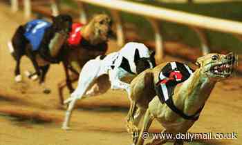 Outrage at 'dreadful cruelty' after Greyhound racing goes ahead during heatwave