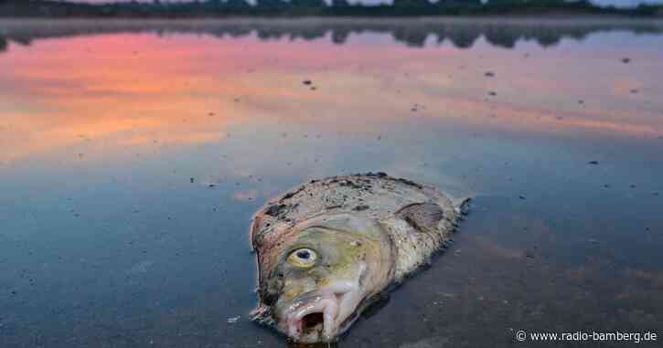 Schwierige Ursachenforschung zum Fischsterben