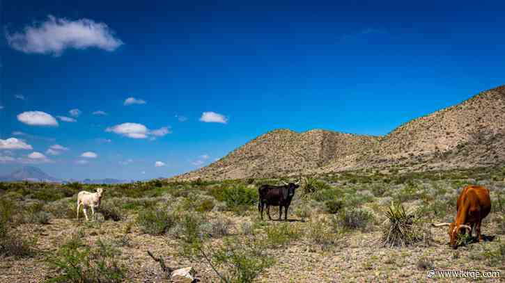 DRIED UP: Texas cattle industry faces existential crisis from historic drought