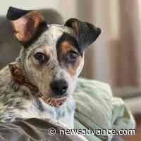 Amherst town police adding first four-legged member - Lynchburg News and Advance