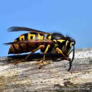 Wespen treiben Besucherzahlen in die Höhe - radioeuskirchen.de