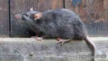 Un topo scorrazza sulla scalinata del Folkore - Termoli Online
