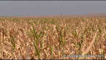 Big rainstorms come too late for Colorado farmers whose crop has already died