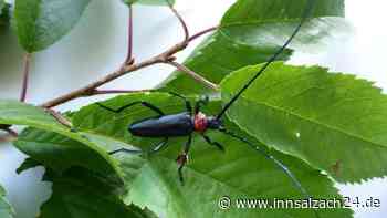 Stadt Bad Aibling über Maßnahmen zur Bekämpfung des Asiatischen Moschusbockkäfers - innsalzach24.de