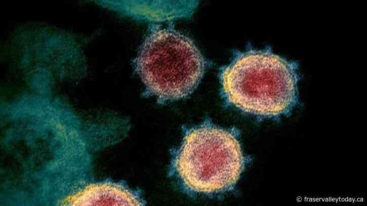 ‘Weak spot’ in virus responsible for COVID-19 could mean new treatments: researchers
