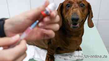 Erstmals nachgewiesen: Menschen stecken Hund mit Affenpocken an