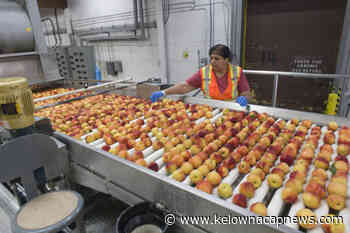 BC Tree Fruits to close Lake Country plant, invest in Oliver - Kelowna Capital News