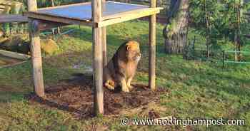 Strelley lion keeper Reece Oliver opening enclosure to the public with opportunities to feed cubs - Nottinghamshire Live